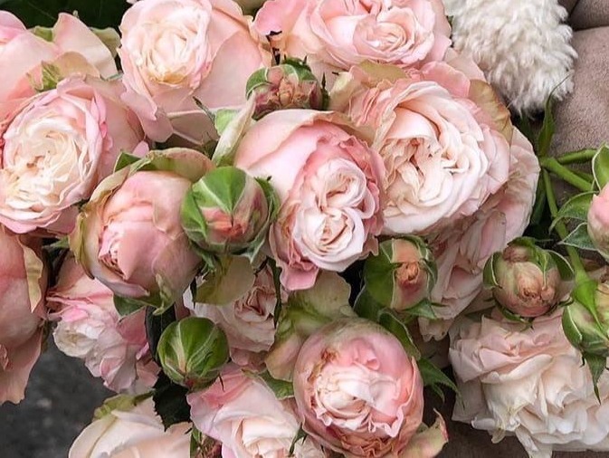 サロンのイメージはピンク薔薇。その花言葉は「しとやか」「上品」「可愛い人」などがあり、いくつになってもこのピンクのバラが似合う女性でありたい願いがあります。